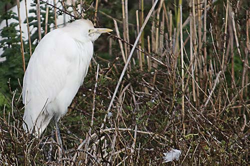 Heron garde boeuf img_07159