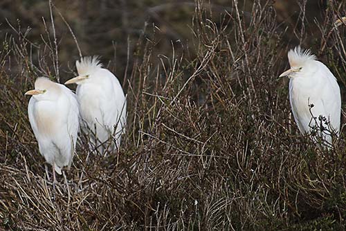Heron garde boeuf img_07160