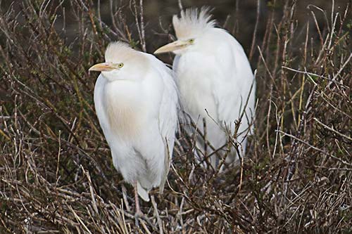 Heron garde boeuf img_07160a