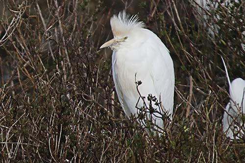 Heron garde boeuf img_07160b