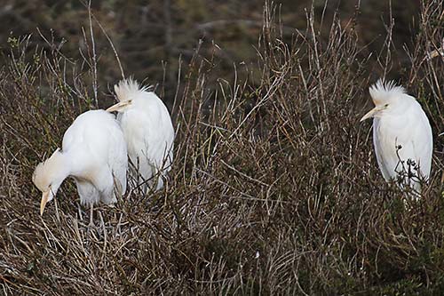 Heron garde boeuf img_07162