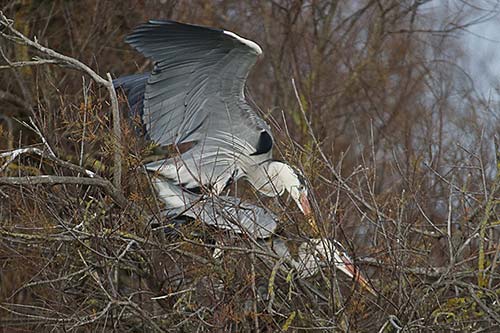 Heron cendré img_07166