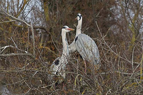 Heron cendré img_07178