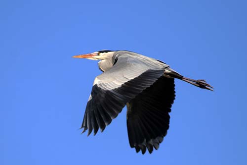 Heron cendré img_06701