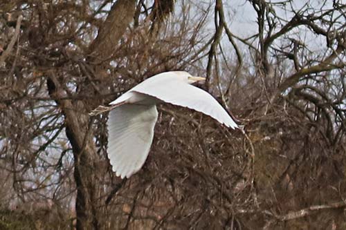 Heron cendré img_07153