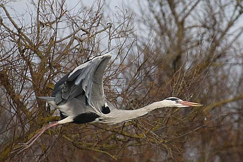 Heron cendré img_07169