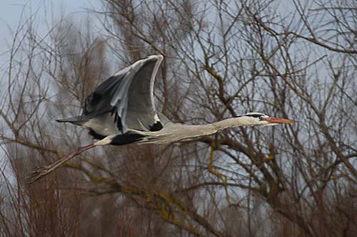 Heron cendré img_07170