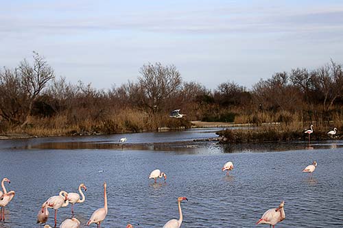 Heron cendré img_07210