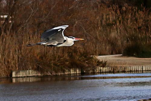 Heron cendré img_07210a