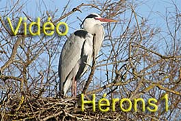 Les Herons 1 img_06879