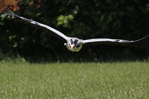 Le Messager sagittaire img_04447