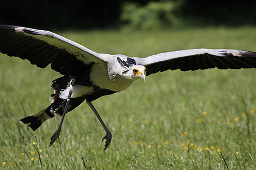 Le Messager sagittaire img_03450