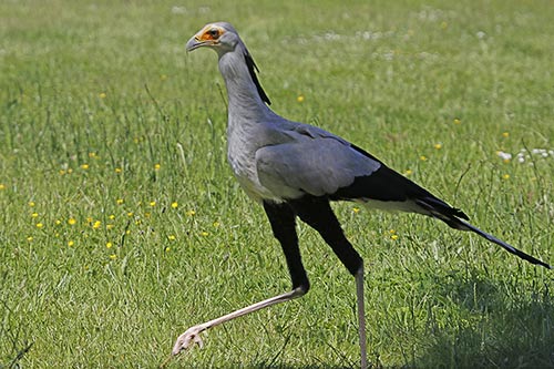 Le Messager sagittaire img_03452