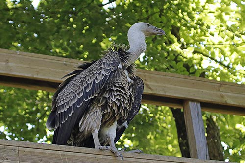 Le Messager sagittaire img_03486