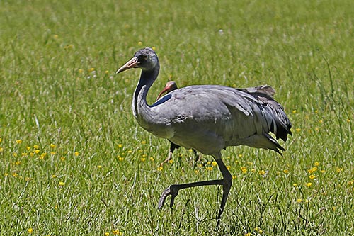 Le Messager sagittaire img_03488