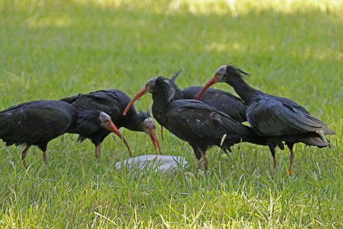 Le Messager sagittaire img_03490