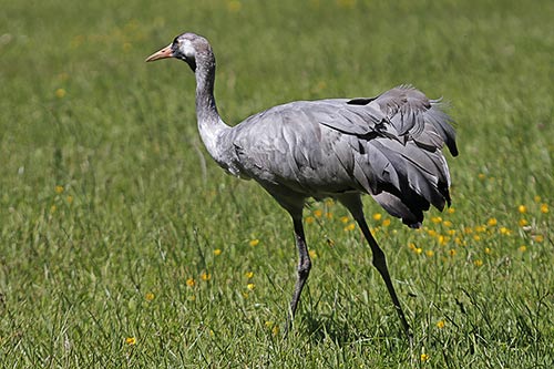 Le Messager sagittaire img_03506