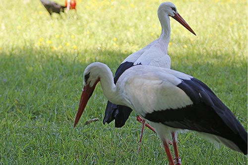 Le Messager sagittaire img_03511