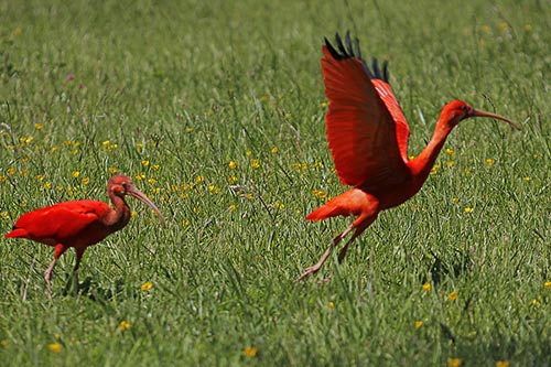 Le Messager sagittaire img_03513