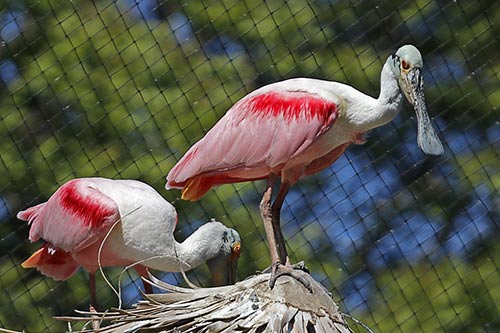 Spatule rose img_03549