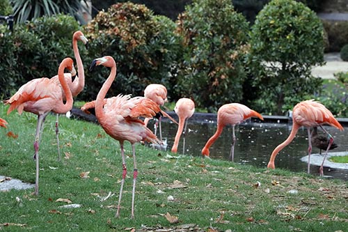 Flamand des Caraïbes