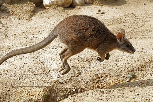 Kangourou img_00026