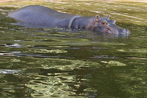 L'hyppopotame img_00123