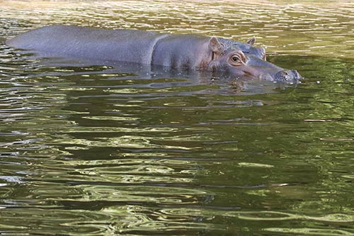 L'hyppopotame img_00125