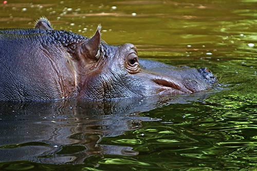 L'hyppopotame img_00126