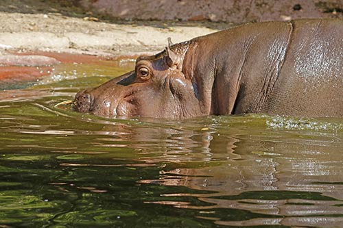 L'hyppopotame img_00127