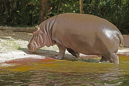 L'hyppopotame img_00129