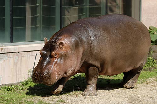 L'hyppopotame img_00132