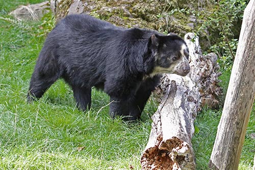 Ours à lunettes img_00185