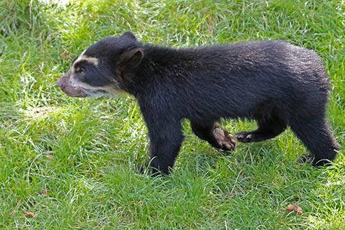Ours à lunettes img_00192