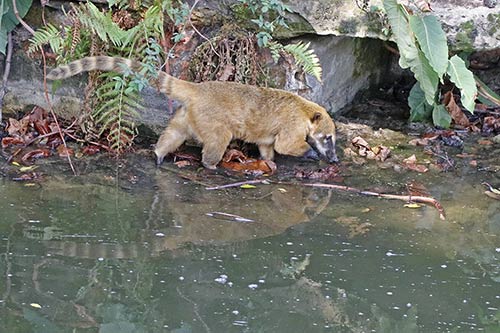 Coati roux img_09840