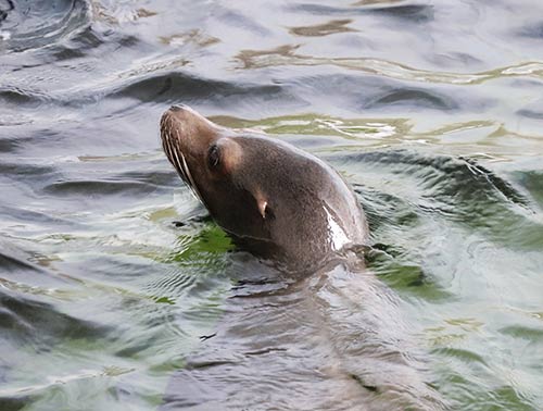 Otarie de Californie img_09927