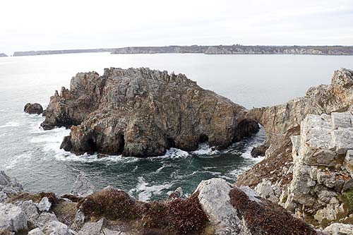 Mouette rieuse img_9477