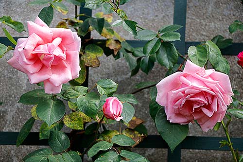 jardin de l'Hay-les-Roses img_4472