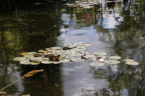 Jardin de Claude Monet img_4797