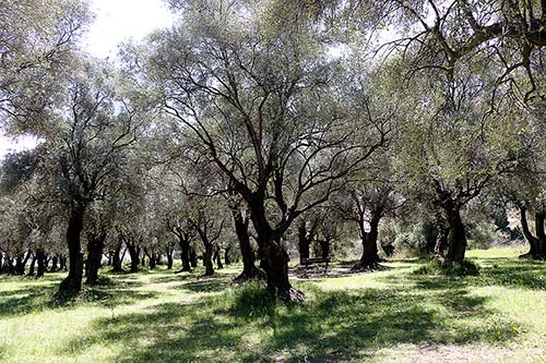 vers le col de Turini img_7765