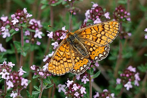 vallée de la Roya à Breil-sur-Roya img_7842