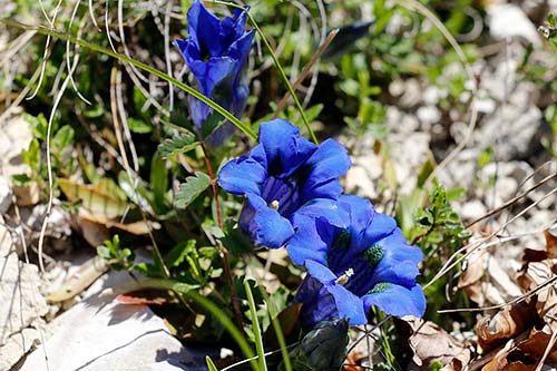 gentiane img_8042