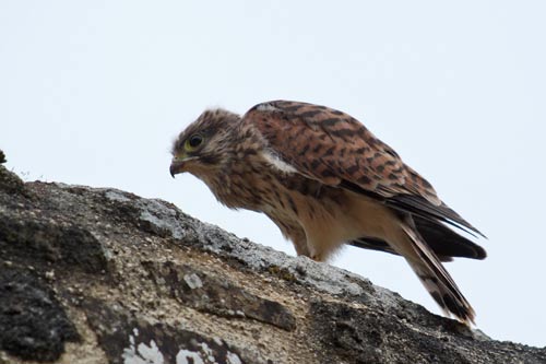 Le Faucon crecerelle img_4494