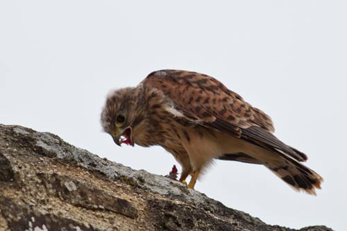 Le Faucon crecerelle img_4502