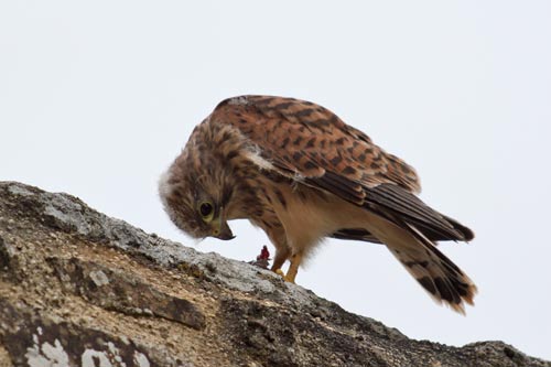 Le Faucon crecerelle img_4503