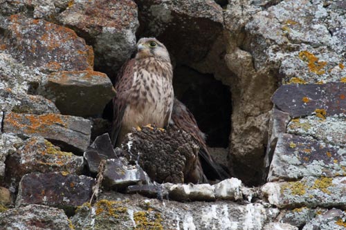 Le Faucon crecerelle img_4510