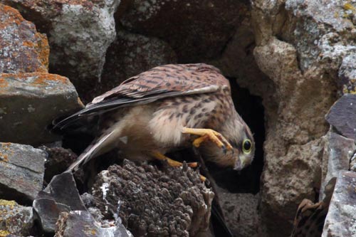 Le Faucon crecerelle img_4511