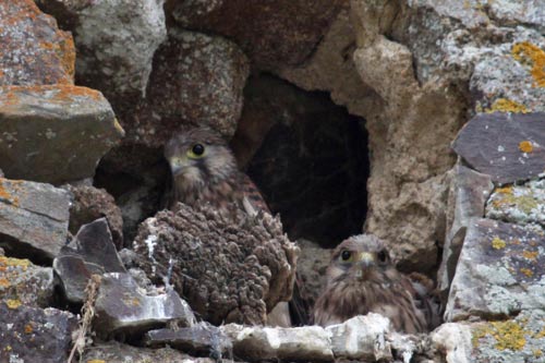 Le Faucon crecerelle img_4516