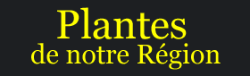 Plantes de notre région