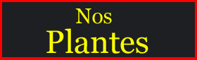 Nos Plantes